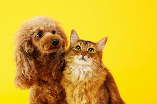 sữa tắm khử mùi hôi cho chó poodle.