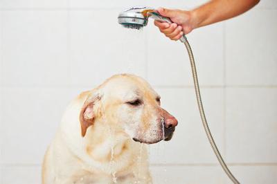 Sữa tắm khử mùi hôi cho chó nào tốt?