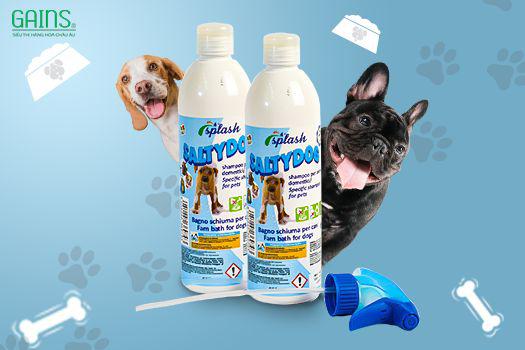 mèo anh lông ngắn giá sinh viên.