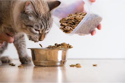 thức ăn hạt cho mèo nào tốt?