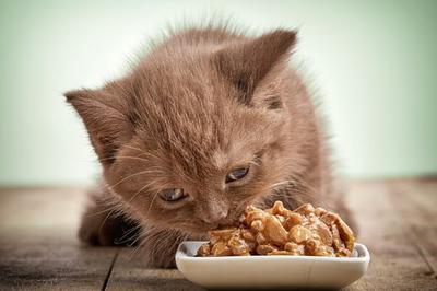 hạt thức ăn cho mèo tốt nhất.