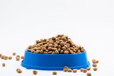 các loại hạt cho mèo được ưa chuộng hiện nay.