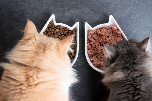 Top các loại thức ăn hạt cho mèo tốt