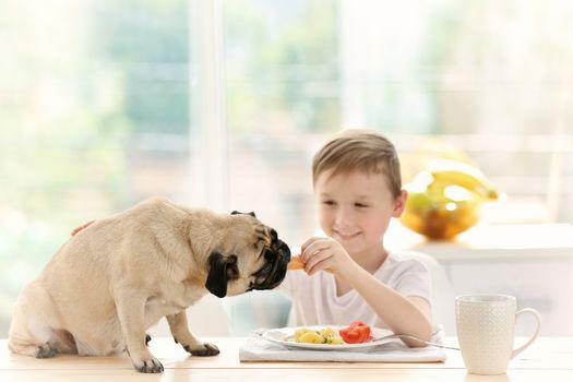 Chó Pug mặt xệ ăn gì? Top 5 thức ăn cho chó pug không thể bỏ qua