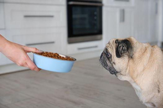 thức ăn cho chó pug đảm bảo chất lượng.