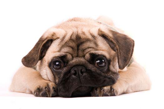 Chó Pug Mặt Xệ Là Giống Chó Gì Và Những Điều Cần Biết