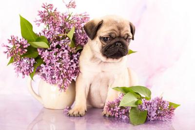 chó pug hay còn gọi là chó mặt xệ.