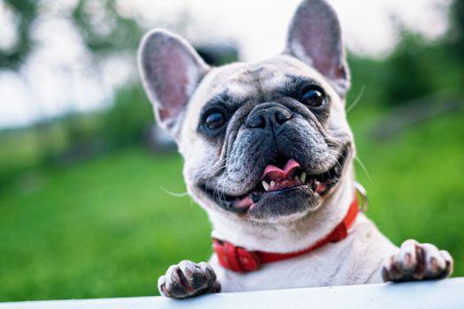 bull pháp có nguồn gốc từ đâu?