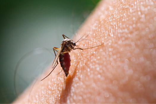 bình xịt muỗi hiệu quả an toàn cho người dùng.