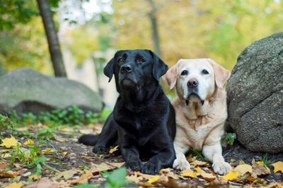 giống chó labrador bao nhiêu tiền?