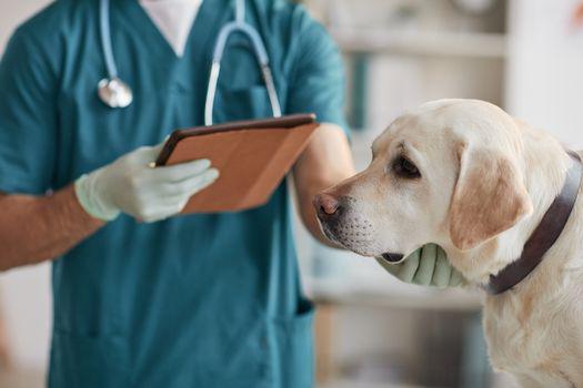 chó labrador màu nào đẹp?