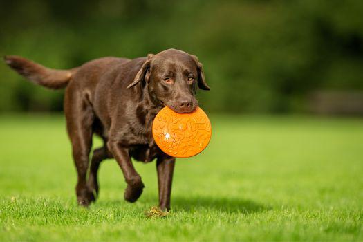chó tha mồi labrador giống chó khôn ngoan.