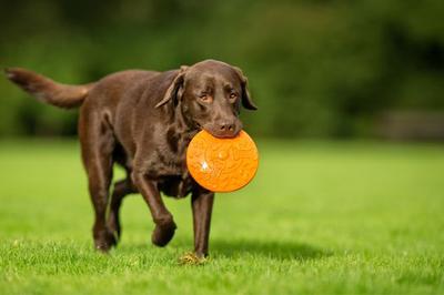 chó tha mồi labrador giống chó khôn ngoan.