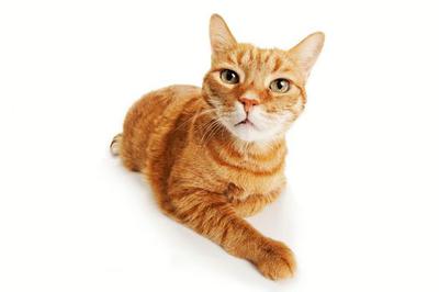 mèo mướp việt nam giống mèo phổ biến và ưa chuộng.