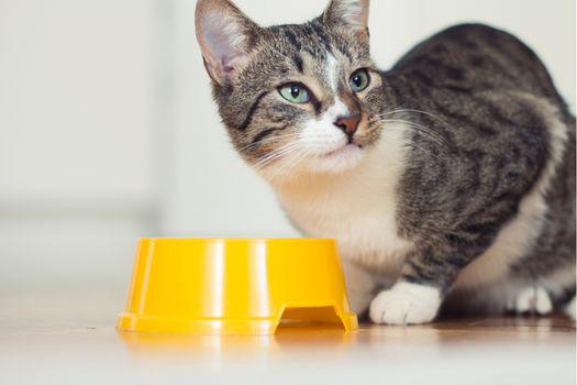 con mèo mướp chăm sóc thế nào?