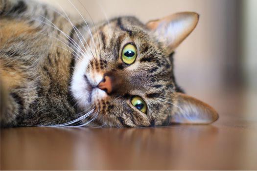 mèo mướp là gì?