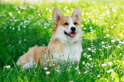 chó pembroke welsh corgi giống cưng được yêu thích.