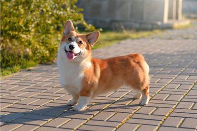 chó corgi giá bao nhiêu tiền? Mua ở đâu?