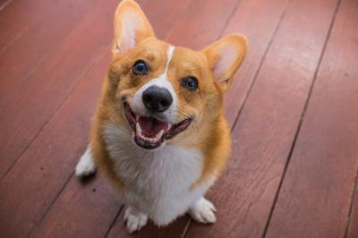 corgi welsh là giống cho gì?