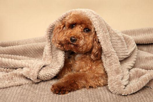 cho poodle là giống chó có nguồn gốc của Đức.