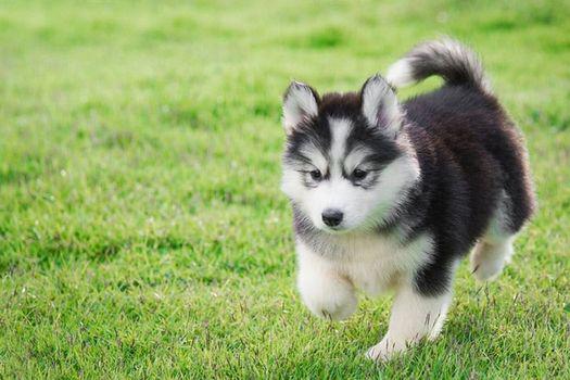 nguồn gốc chó alaska từ xứ lạnh.