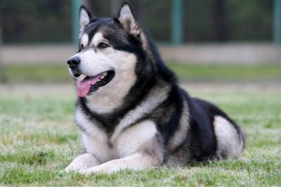 giống chó alaska có nguồn gốc là chó kéo xe vùng xứ lạnh.
