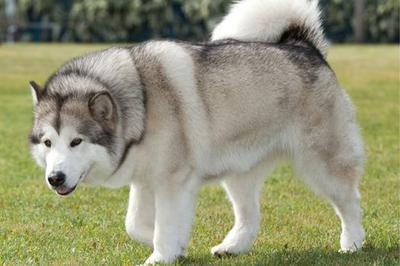 chó alaska giống chó có bộ lông dày.