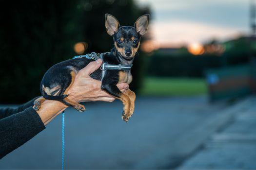 giống chó phốc nhỏ.