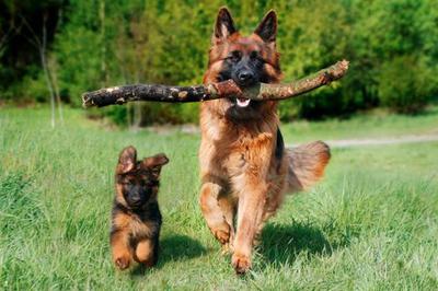 chó becgie đức được huấn luyện làm chó cảnh sát.