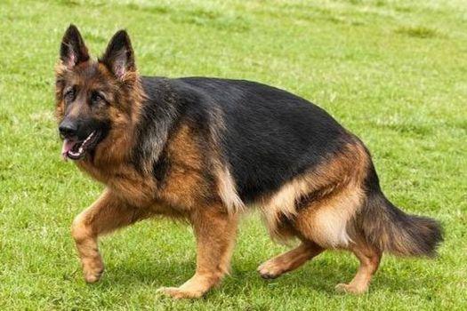 Chó Becgie là giống chó gì giá bao nhiêu và những điều cần biết