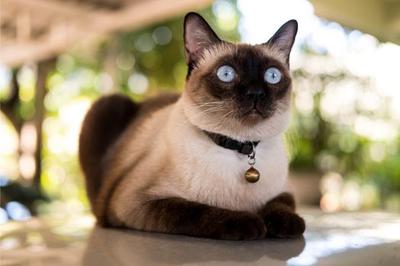 mèo xiêm giá thế nào có mắc không?