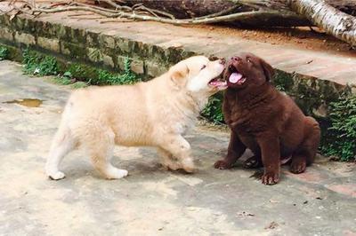 chó h"mông cộc đuôi giá bao nhiêu?