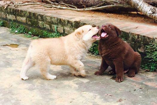 Chó H’mông cộc đuôi là giống chó gì tầm giá bao nhiêu tiền