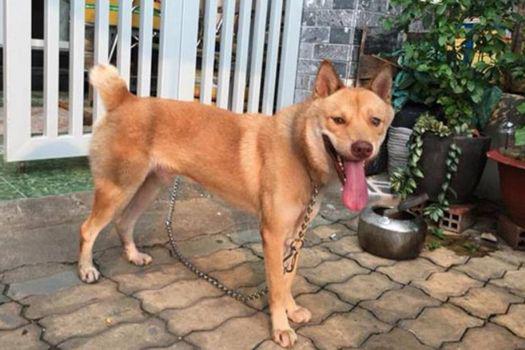 chó h"mông cộc đuôi có nguồn gốc từ giống chó sói.