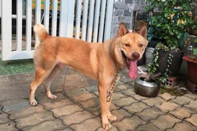 chó h"mông cộc đuôi có nguồn gốc từ giống chó sói.