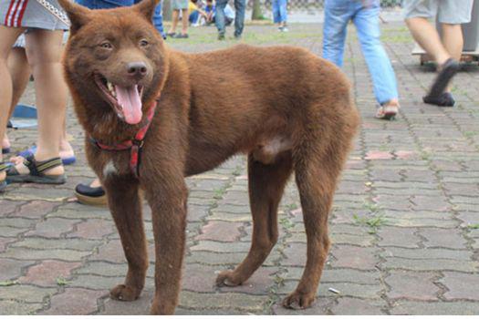 chó h mông cộc đuôi giống chó thông minh và lanh lợi.