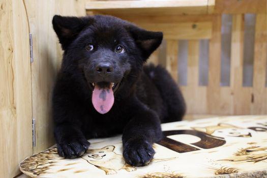 chó mông cộc giống chó của người dân tộc H'Mông.