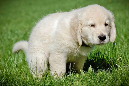 cách dạy chó đi vệ sinh đúng chỗ trong nhà.