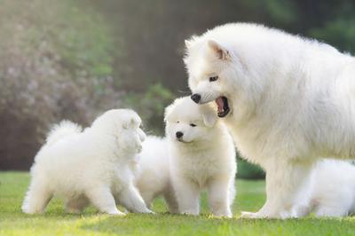 nguồn gốc giống chó samoyed.