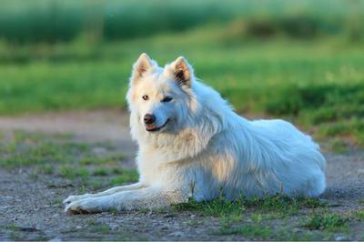 chó samoyed giá bao nhiêu?