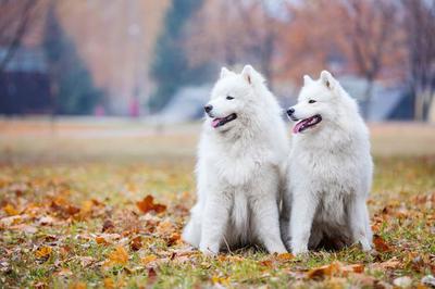 samoyed giống chó hiền lành.