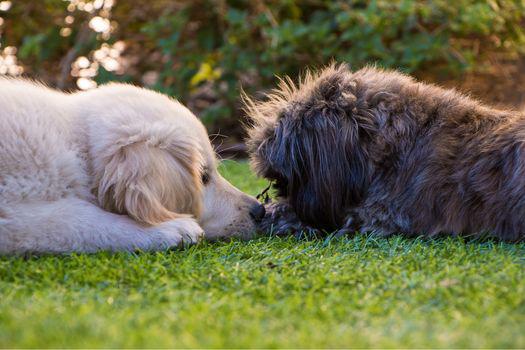 giống chó giá rẻ dễ nuôi.