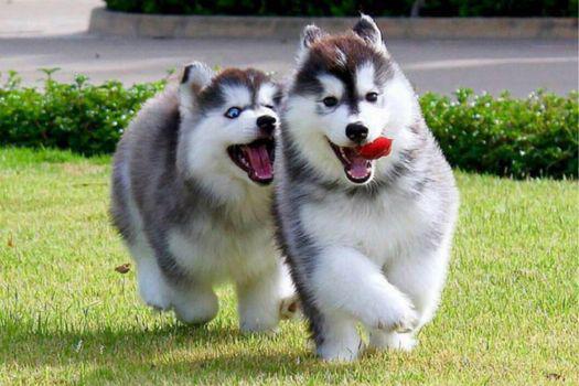 các giống chó cảnh dễ nuôi hiện nay.