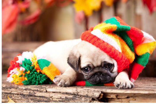 chó cảnh đẹp dễ nuôi.