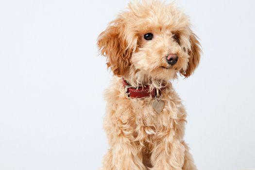 các loại chó cảnh dễ nuôi ở Việt Nam.