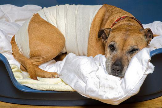 chó bỏ ăn mệt mỏi nằm một chỗ.